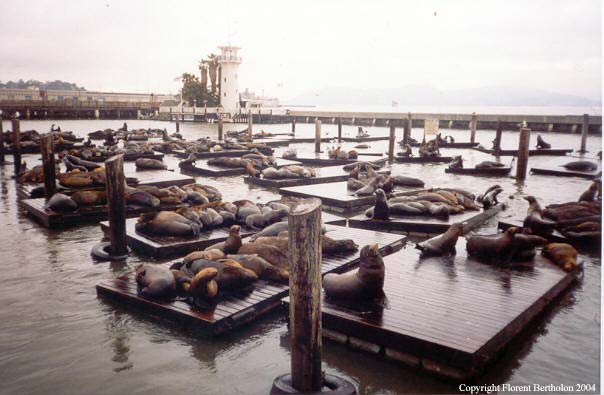 California: Seals in San Francisco